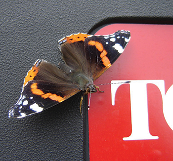 Butterflye (kopia)